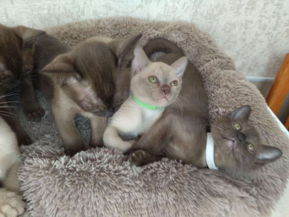 Кошки в Ковровом: Флер де лилу В Девочка, 30 000 руб. - фото 3