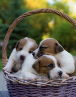 Собаки в Симферополе: Вязка с бело-черным Джек Расселом  Мальчик, Бесплатно - фото 9