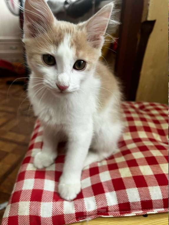 Кошки в Москве: Домашний котенок в дом Девочка, Бесплатно - фото 1
