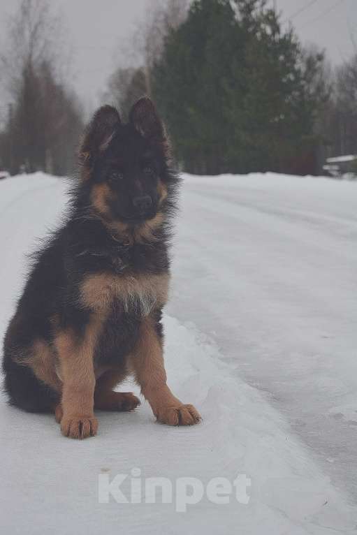 Собаки в Вологде: Немецкая длинношёрстная красотка. Девочка, 40 000 руб. - фото 2