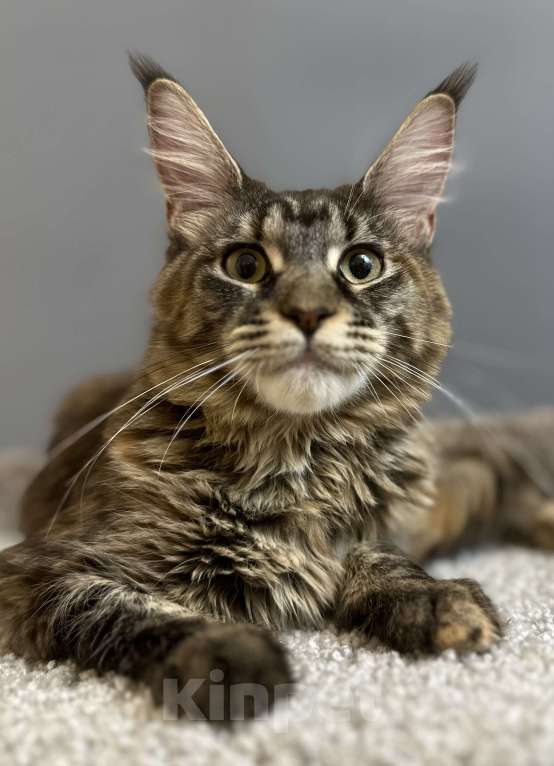 Кошки в Дедовске: Скромняжка-черерашка Девочка, 45 000 руб. - фото 1