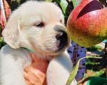 Собаки в Краснодаре: Золотые щенки Мальчик, Бесплатно - фото 2