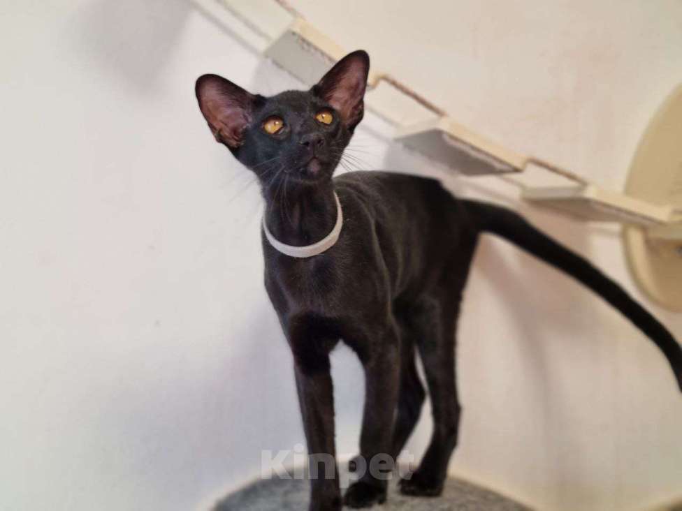 Кошки в Москве: Ориентальный сиамский котенок мальчик. Москва Девочка, 40 000 руб. - фото 1