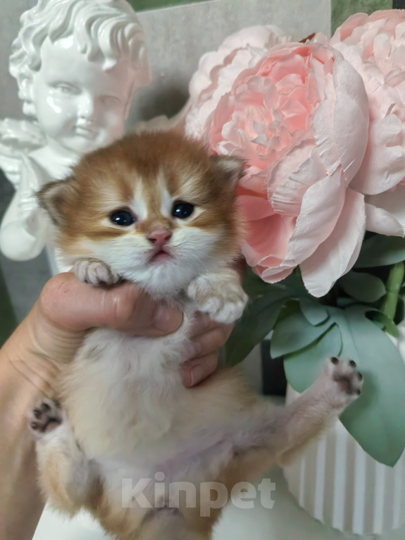 Кошки в Нижнем Новгороде: Шотланский котенок золотая шиншилла Девочка, 30 000 руб. - фото 2