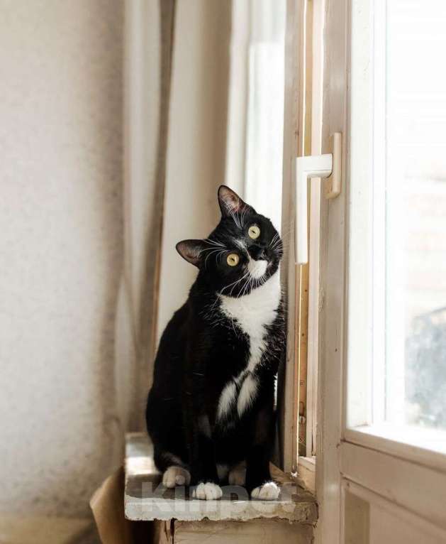 Кошки в Москве: Ищете друга своей кошке или коту? Наш идеальный кот Антонио ждет вас! Мальчик, 1 руб. - фото 3