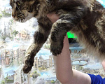 Кошки в Челябинске: Мейкун на вязку, 1 руб. - фото 1