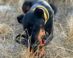 Собаки в Курске: Доберман Жан в дар, Бесплатно - фото 2