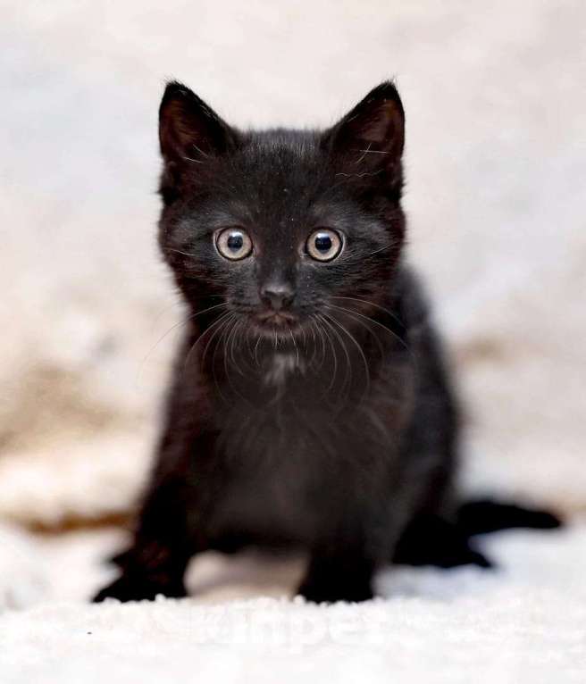 Кошки в Одинцово: котята и кошки приюта в поисках дома Мальчик, Бесплатно - фото 1