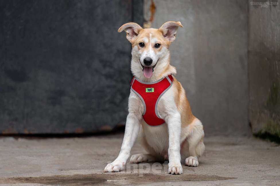 Собаки в Москве: Манго - вкусное имя для сладкого псыночки Мальчик, Бесплатно - фото 4