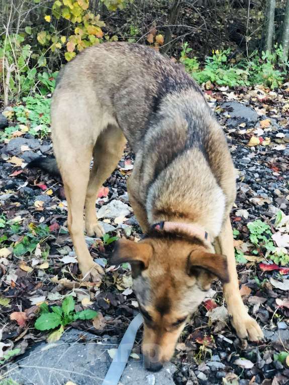 Собаки в Санкт-Петербурге: Скромная Дина Девочка, Бесплатно - фото 5