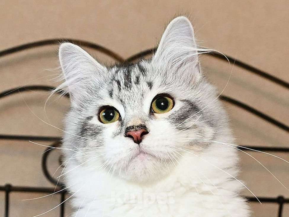 Кошки в Москве: Продаются сибирские и невские маскарадные котята Мальчик, 50 000 руб. - фото 4