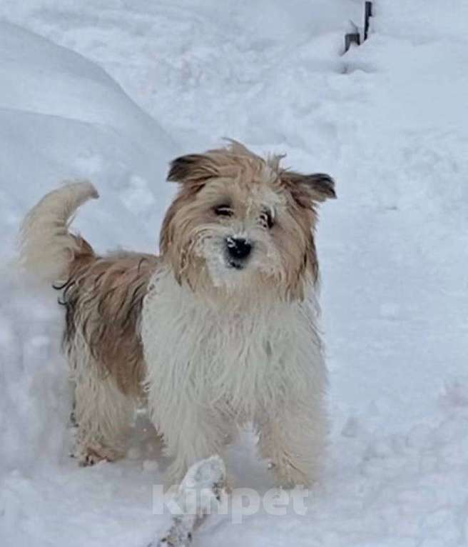 Собаки в Можайске: Русская салонная собака Девочка, Бесплатно - фото 2