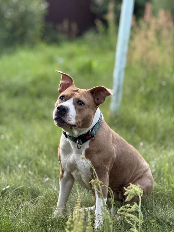 Собаки в Москве: Мудрая и нежная Дельта в поисках ДОМА. Девочка, Бесплатно - фото 1