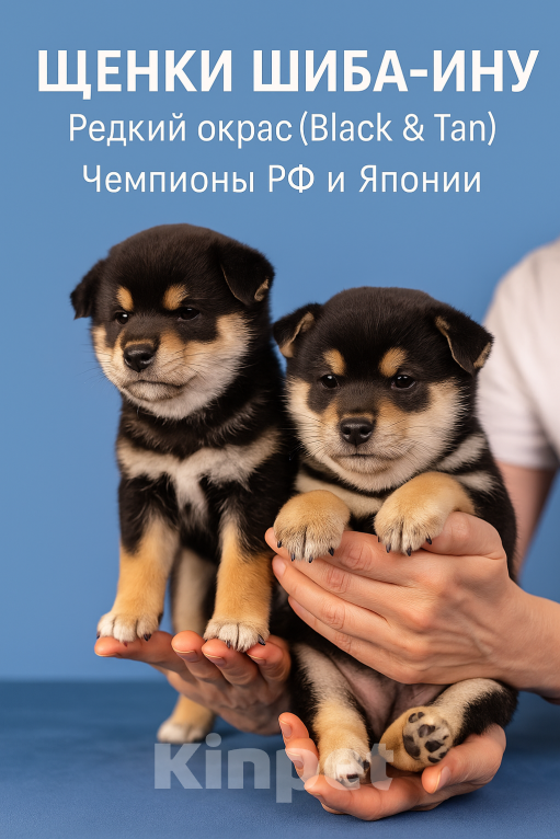Собаки в Казани: Акира (Akira / 明) — «светлый, ясный» Мальчик, Бесплатно - фото 7