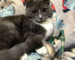 Кошки в Санкт-Петербурге: Котенок Дымок 6 месяцев Мальчик, Бесплатно - фото 3