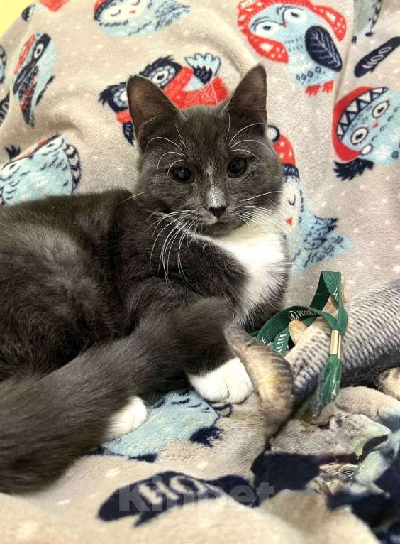 Кошки в Санкт-Петербурге: Котенок Дымок 6 месяцев Мальчик, Бесплатно - фото 3