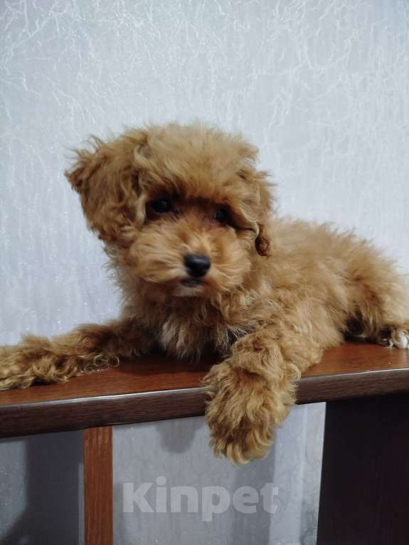 Собаки в Калаче: Пуделяшки Мальчик, 25 000 руб. - фото 1