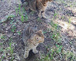 Кошки в Воронеже: Отдадим в хорошие руки котенка и кошку Разнополые, Бесплатно - фото 3