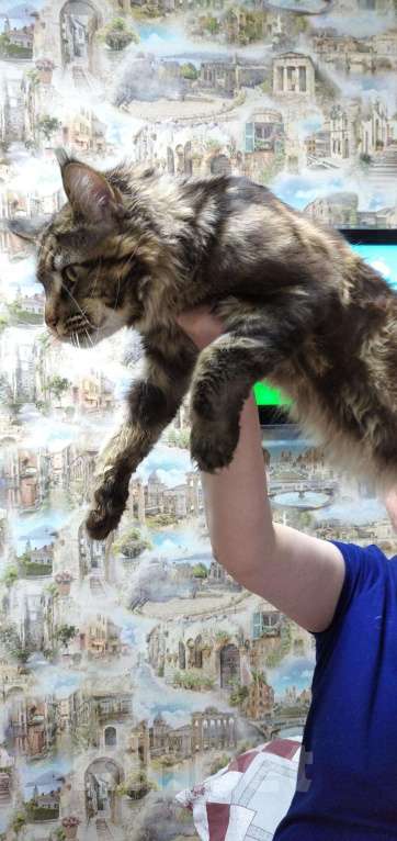 Кошки в Челябинске: Мейкун на вязку, 1 руб. - фото 1