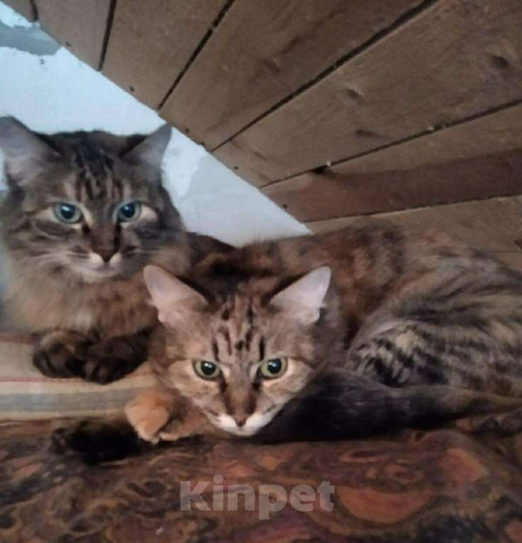 Кошки в Карачеве: Рыжуля и Васяня, Бесплатно - фото 1