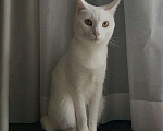 Кошки в Москве: Бэлла белая кошечка гладкая шерсть ,мягкая  Девочка, 320 руб. - фото 1
