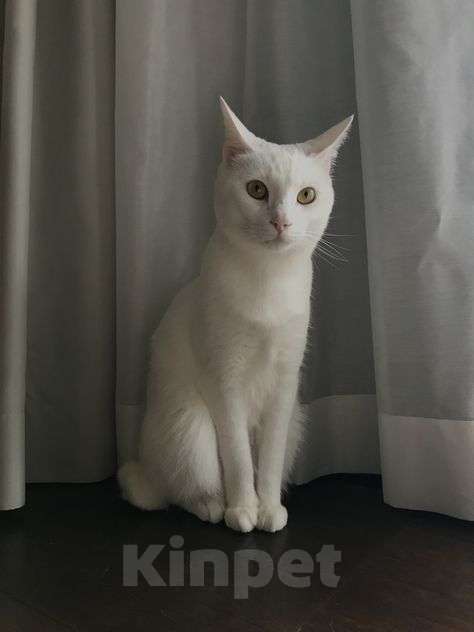 Кошки в Москве: Бэлла белая кошечка гладкая шерсть ,мягкая  Девочка, 320 руб. - фото 1