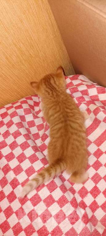 Кошки в Санкт-Петербурге: Девочка рыжая прямоухая  Девочка, 5 000 руб. - фото 2