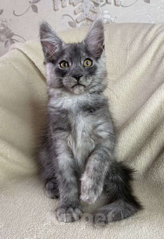 Кошки в Дмитрове: Черный дымчатый мальчик мейн кун Almaz Мальчик, 40 000 руб. - фото 5