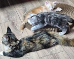 Кошки в Астрахани: Котята мейн-кун Разнополые, 20 000 руб. - фото 5