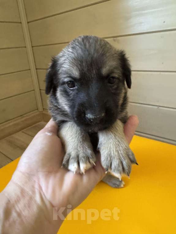 Собаки в Москве: Тишенька Мальчик, Бесплатно - фото 5