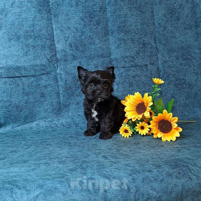 Собаки в Санкт-Петербурге: Чёрный йоркширский терьер мальчик Мальчик, 75 000 руб. - фото 5