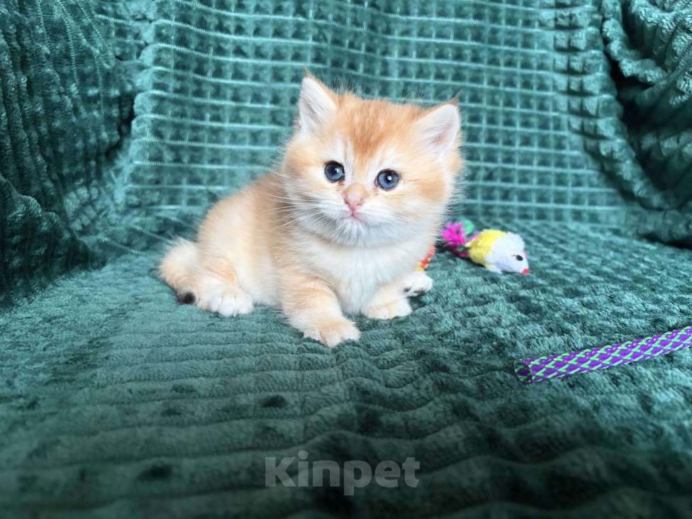 Кошки в Москве: Кошечка Девочка, 25 000 руб. - фото 6