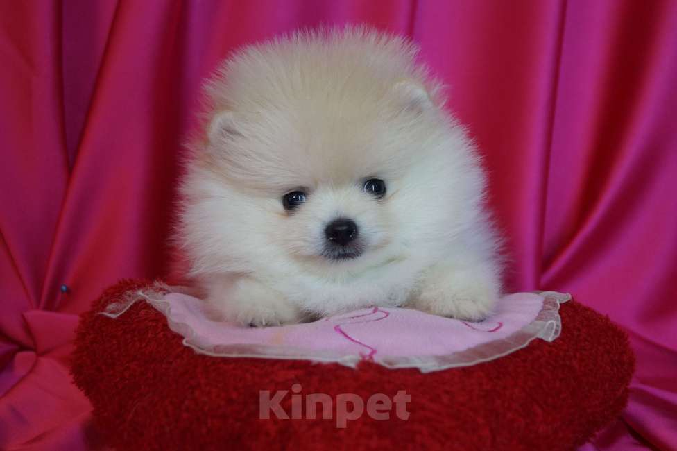 Собаки в Москве: Пушистое счастье- шпиц Мальчик, 30 000 руб. - фото 3