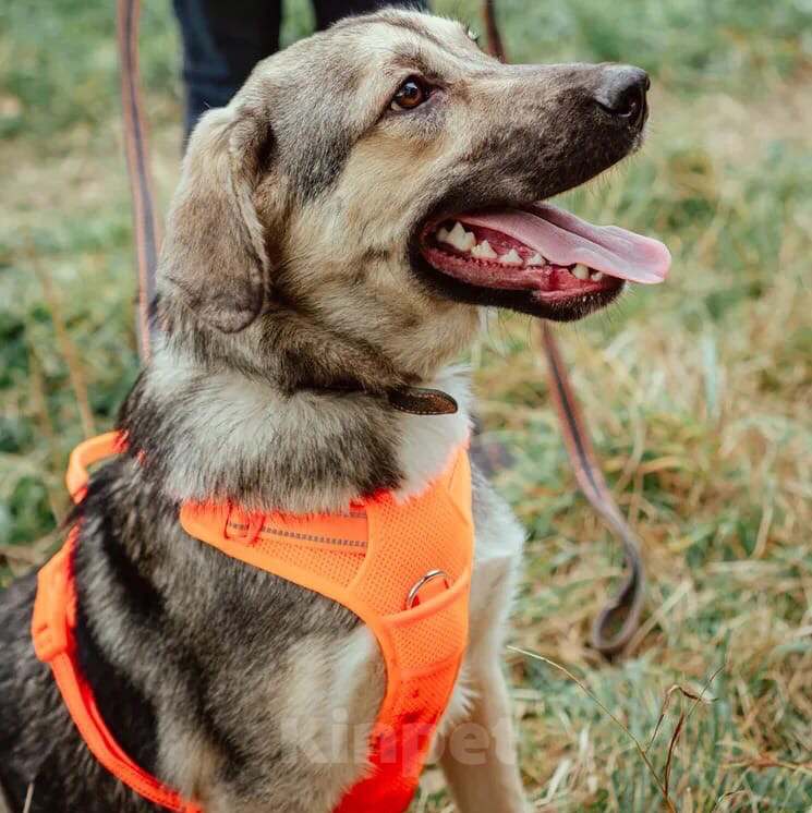 Собаки в Москве: Бэйли Мальчик, Бесплатно - фото 3