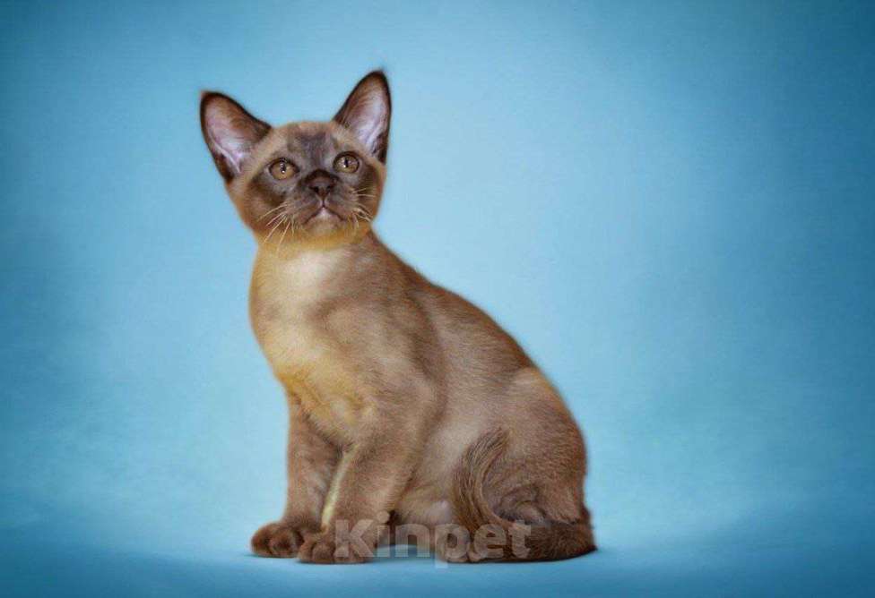 Кошки в Пензе: Бурманские котята Мальчик, 29 999 руб. - фото 3