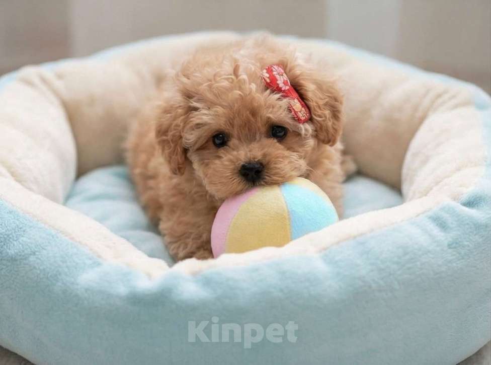 Собаки в Санкт-Петербурге: Мальтипу мальчик Мальчик, 165 000 руб. - фото 4