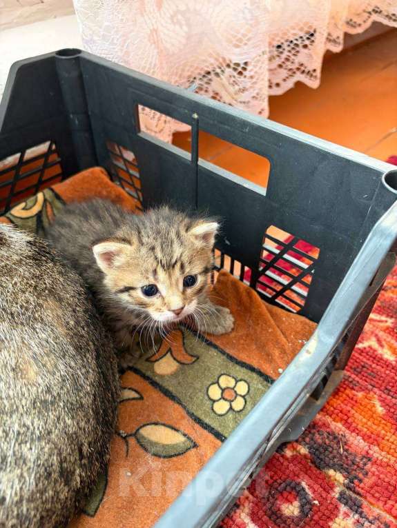 Кошки в Челябинске: отдам котят в добрые руки Мальчик, Бесплатно - фото 2