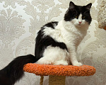 Кошки в Санкт-Петербурге: Вязка домашнего кота Мальчик, 100 руб. - фото 1
