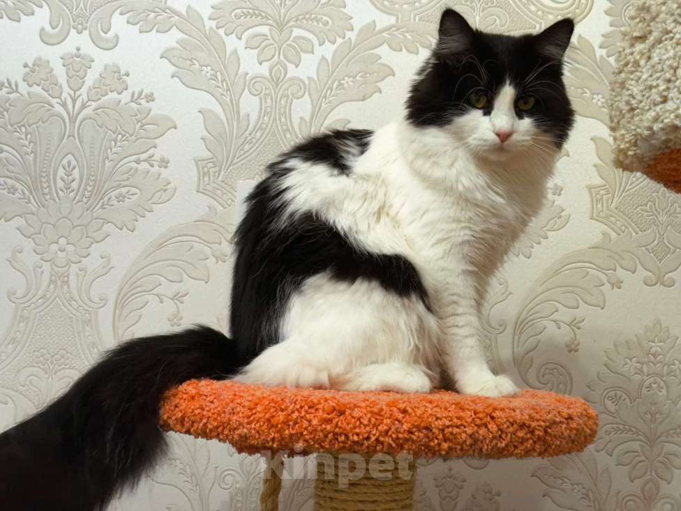 Кошки в Санкт-Петербурге: Вязка домашнего кота Мальчик, 100 руб. - фото 1