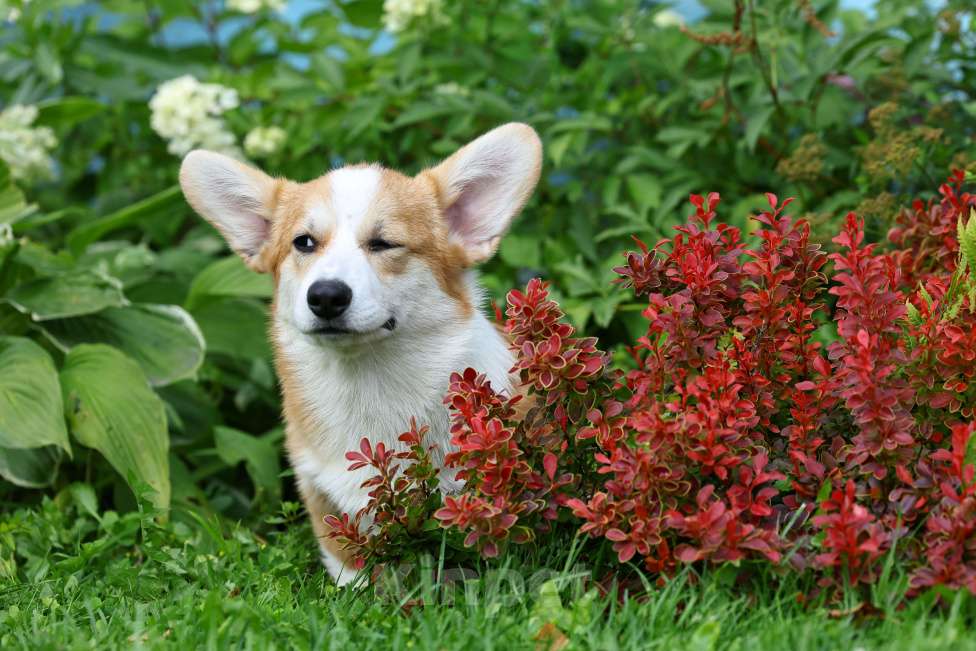 Собаки в Тюмени: Великолепный  щенок вельш корги пемброк  Мальчик, 70 000 руб. - фото 4