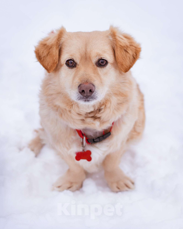 Собаки в Москве: Маленький пёсик иет семью Мальчик, Бесплатно - фото 10