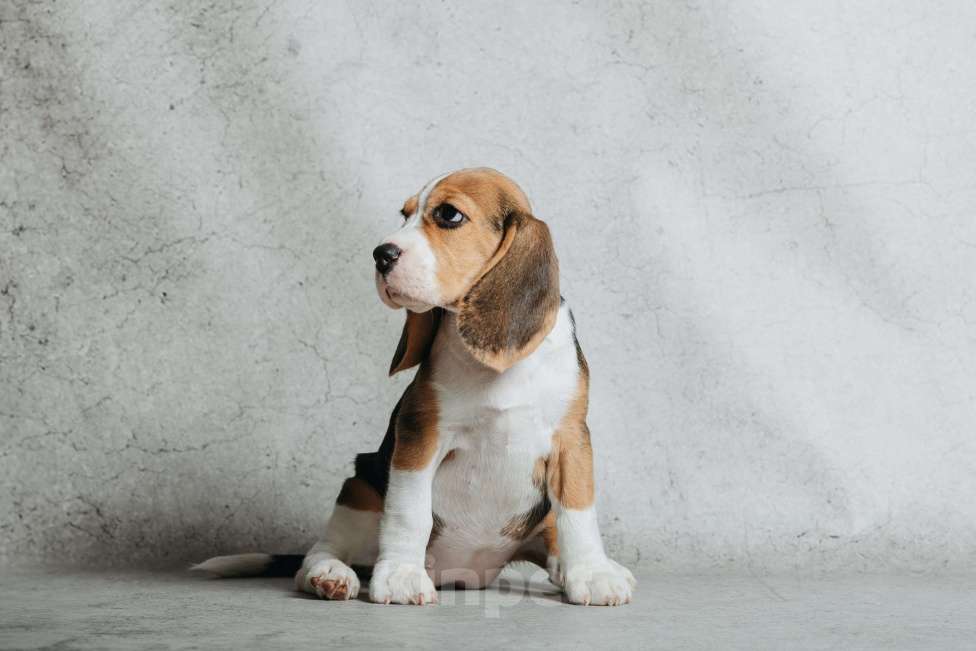 Собаки в Санкт-Петербурге: Высокопородный щенок бигля  Девочка, 50 000 руб. - фото 5