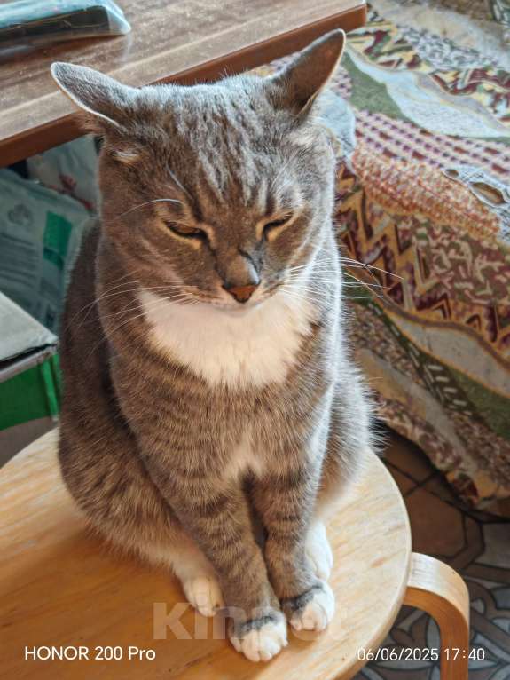 Кошки в Москве: Пропал кот Мальчик, 5 000 руб. - фото 2