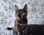 Кошки в Люберцах: Котенок -девочка  в добрые руки Девочка, Бесплатно - фото 4