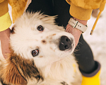 Собаки в Рязани: Рокки - дружелюбный пёс Мальчик, Бесплатно - фото 5