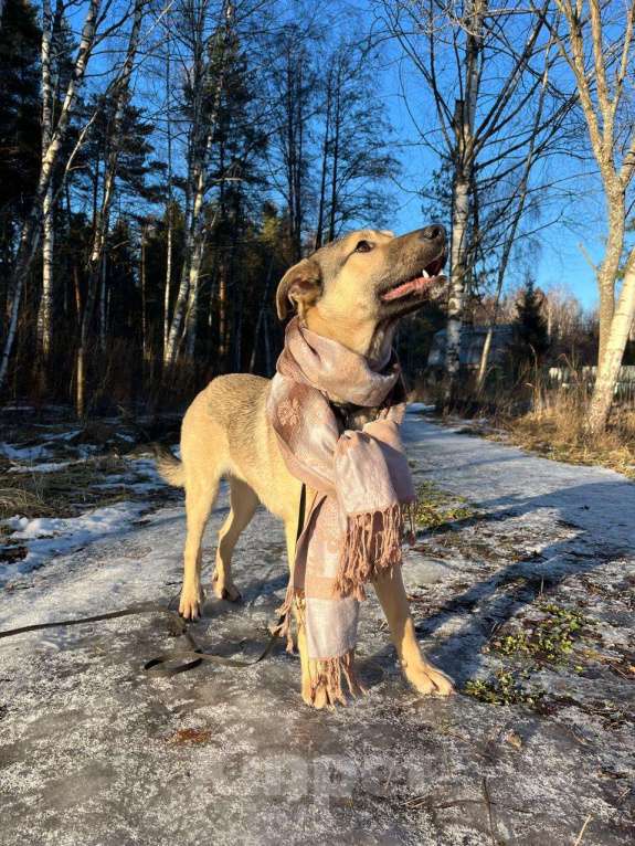 Собаки в других городах Московской области: Щенок в добрые руки  Мальчик, Бесплатно - фото 9