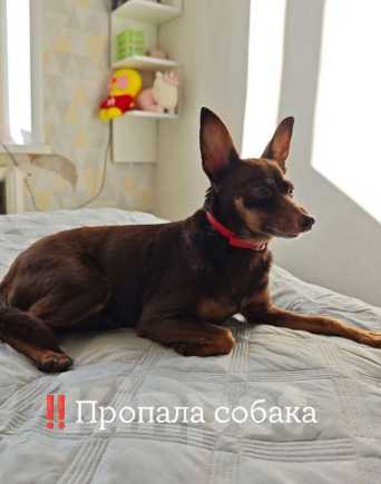 Собаки в Владимире: ‼️SOS Пропала собака Девочка, 10 000 руб. - фото 1