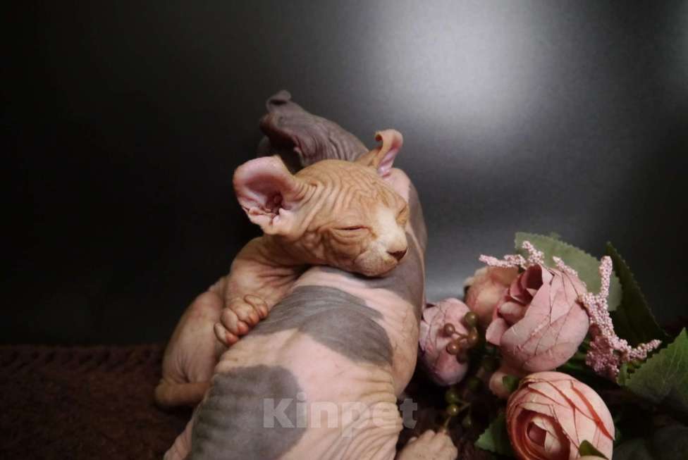 Кошки в других городах Краснодарского края: Эльф, Канадский сфинкс БРОНЬ  Мальчик, 35 000 руб. - фото 2