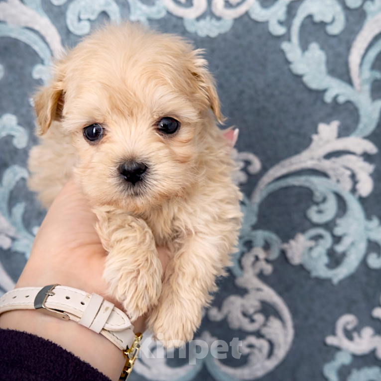 Собаки в Брянске: Щенок мальтипу ф1 Девочка, 110 000 руб. - фото 2