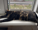 Кошки в Москве: Кошка Эмми в добрые руки Девочка, Бесплатно - фото 10